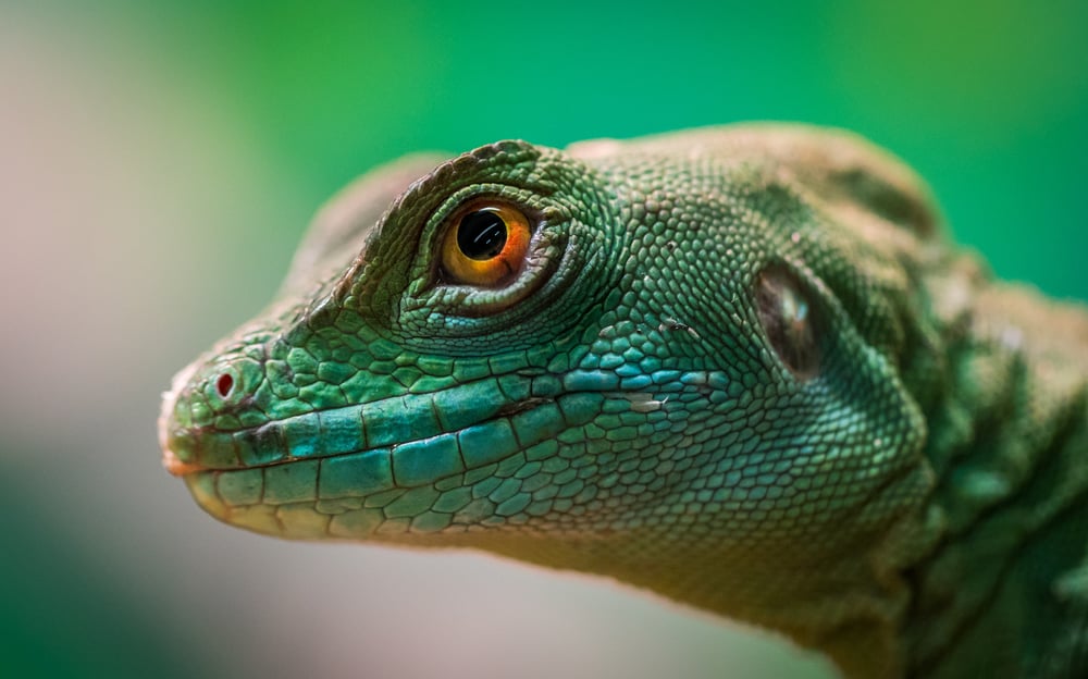 a lizard
