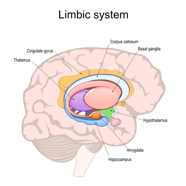 limbic-system